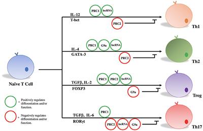 The Role of Histone Methyltransferases and Long Non-coding RNAs in the Regulation of T Cell Fate Decisions